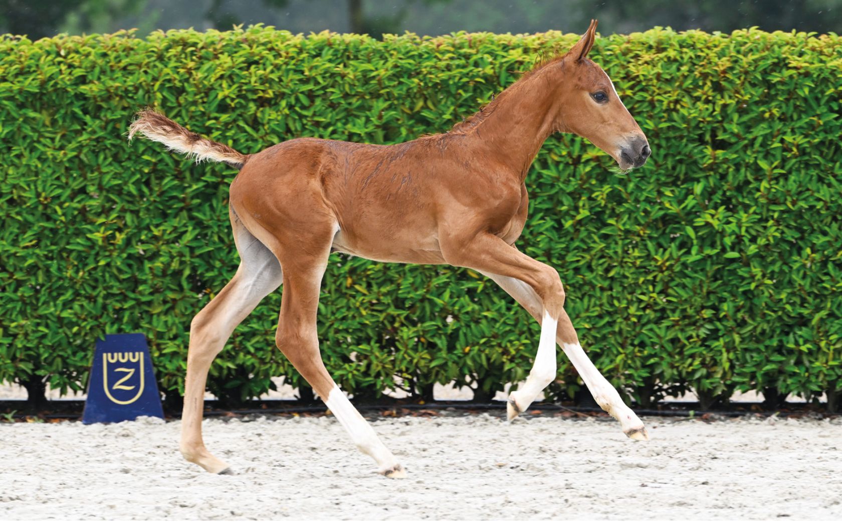 【CSR】 Red Hare, Unrivaled Stallion - EVP Baborówko Foal Auction 2025: Selekcja czas-start! - Eurobreeding